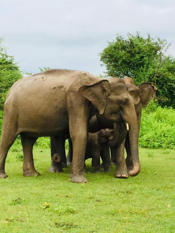 Nature Lovers Safari & Villa ウダワラウェ エクステリア 写真