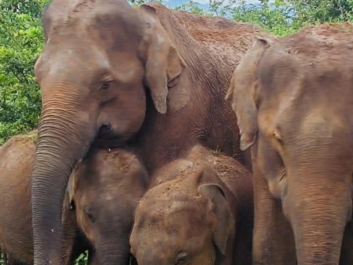 Nature Lovers Safari & Villa ウダワラウェ エクステリア 写真