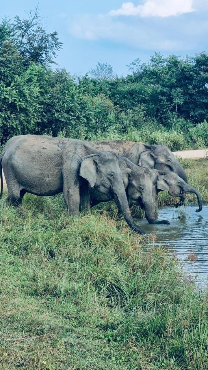 Nature Lovers Safari & Villa ウダワラウェ エクステリア 写真