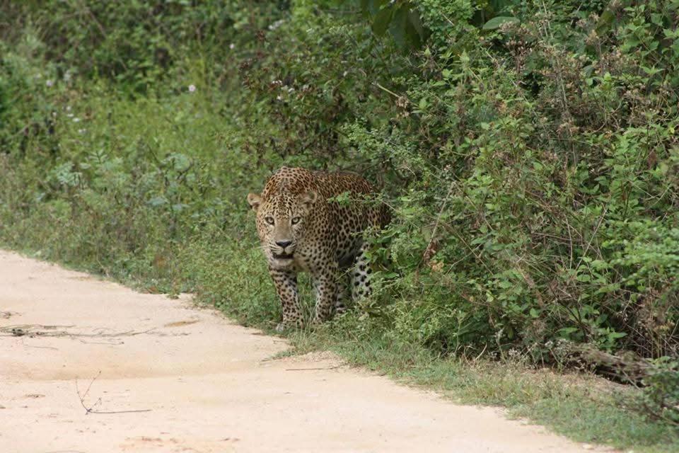 Nature Lovers Safari & Villa ウダワラウェ エクステリア 写真