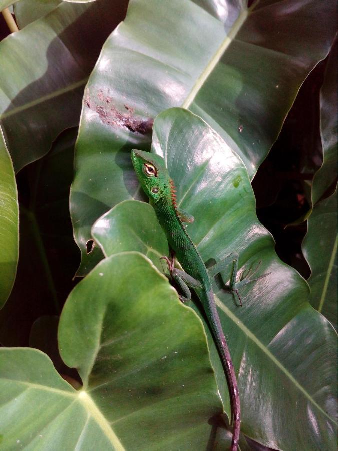 Nature Lovers Safari & Villa ウダワラウェ エクステリア 写真
