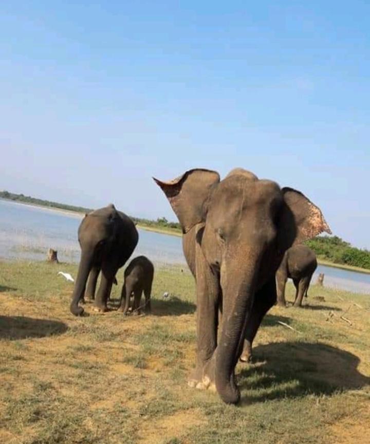Nature Lovers Safari & Villa ウダワラウェ エクステリア 写真
